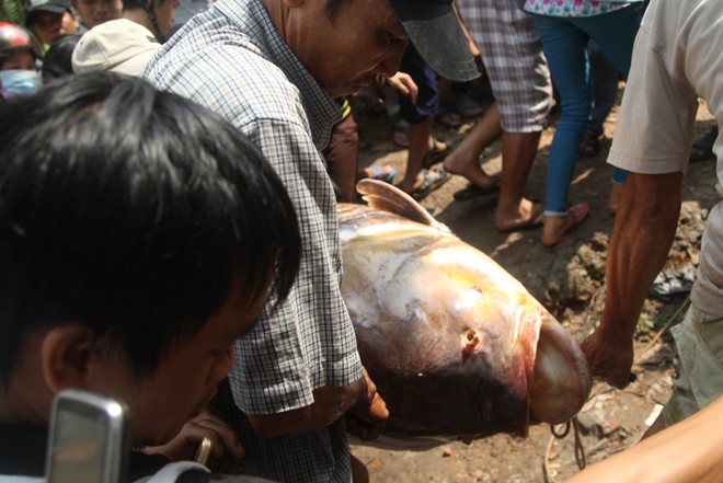 [-]Bắt[-]được[-]cá[-]hô[-]nặng[-]gần[-]130[-]kg[-]ở[-]Sài[-]Gòn
